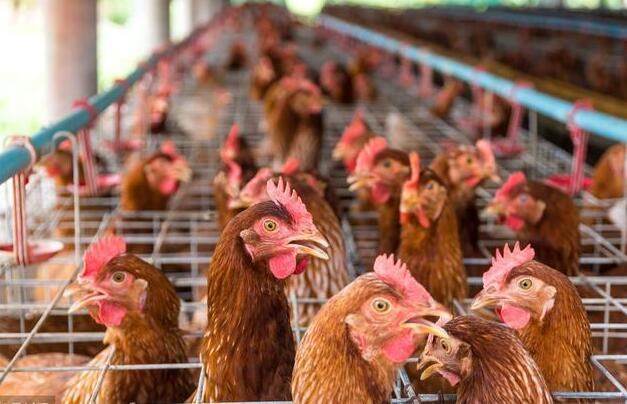 2019养殖场拆迁又出新花招,你知道是啥吗?